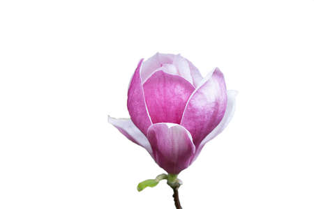 Pink magnolia bloom is blooming. Photo isolated with a white background.の写真素材
