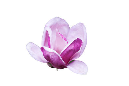 Pink magnolia flower isolated on a white background.の写真素材