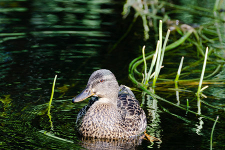 A beautiful wild duck is swimming in a river with very clean water.の写真素材