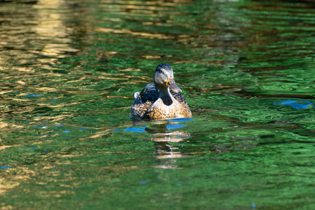A beautiful wild duck swims in clear water.の写真素材