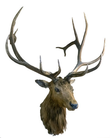 Deer head on a white background as a hunting trophy.の写真素材