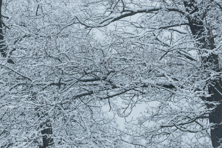 Beautiful view of snow on the branches after a heavy snowfallの写真素材