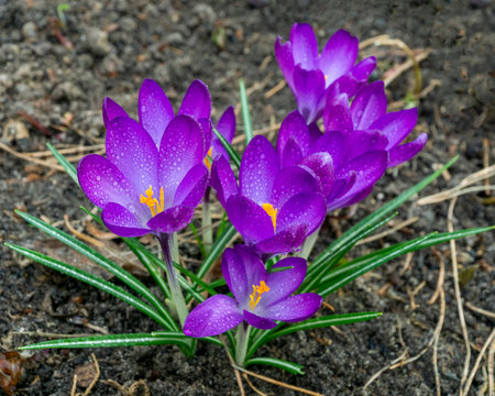 Beautiful first spring crocuses with dew drops in the garden.の写真素材