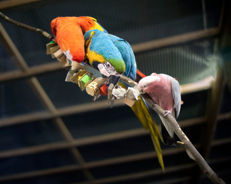 Three beautiful colorful parrots are sitting on a branch and nibbling on the fruitの写真素材