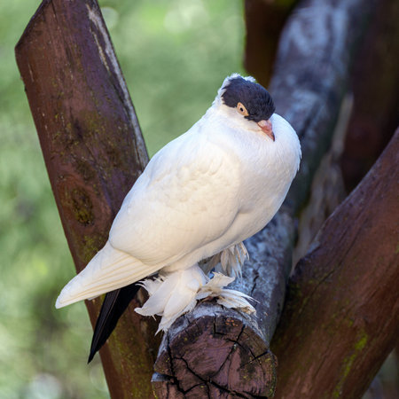 A beautiful white breeding pigeon with a black head sits on a wooden baseの写真素材