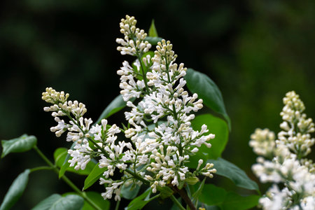 Lush branch of white lilac flowers close-up, in the background blurred branches of light lilac.の写真素材