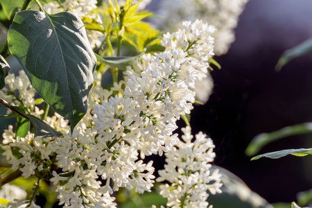 Branch of blossoming white lilac on a sunny day on a blurred background.の写真素材