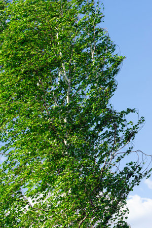 Birch leaves and branches that bend in the windの写真素材