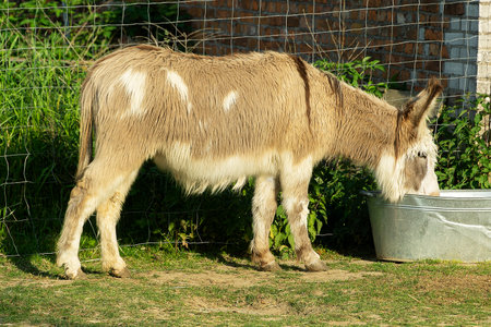 Horizontal photo of a little donkey drinking water from a tin tubの写真素材