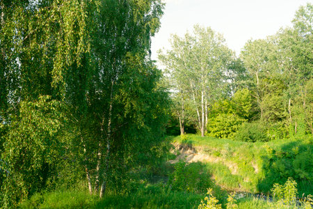 Horizontal photo of deciduous trees on the edge of a stream on a sunny summer day.の写真素材