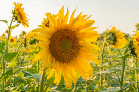Horizontal photo of blooming sunflowers in a field.の写真素材