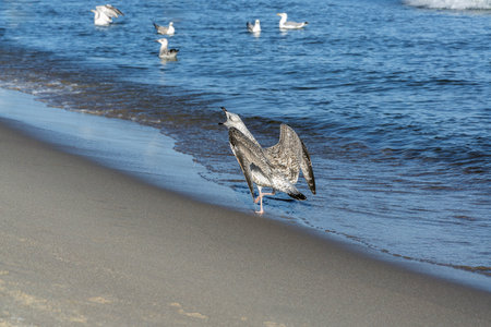 Horizontal shot of a seagull screaming on a sandy beach.の写真素材