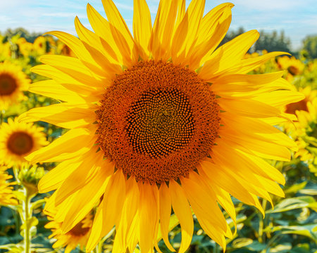 A horizontal photo of a beautifully blooming sunflowerの写真素材
