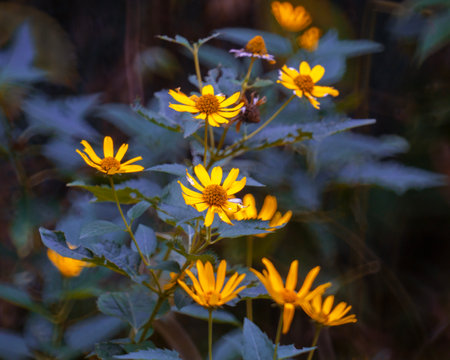 Horizontal photo of beautiful yellow autumn flowers