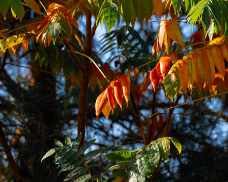 A horizontal photo of colorful sumac tree leavesの写真素材
