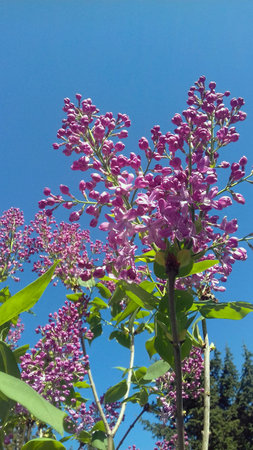 A vertical photo of purple lilac flowers taken on a sunny dayの写真素材