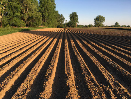 A horizontal photo of a field with rows of planted potatoes in Mayの写真素材
