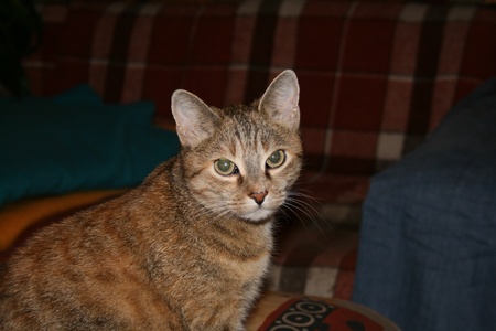 A catの写真素材