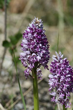 Purple flowerの写真素材