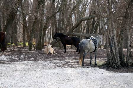 Horsesの写真素材