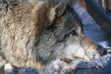 Wolf