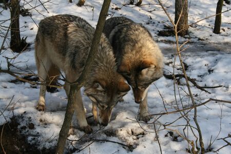Wolves have found something