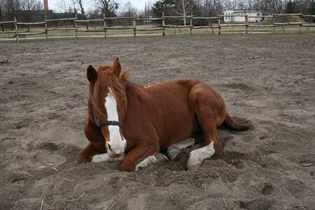 An old mustangの写真素材