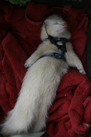 I fell asleep :-)の写真素材