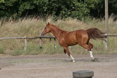 Gallopの写真素材