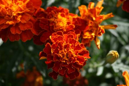 Summer flowers