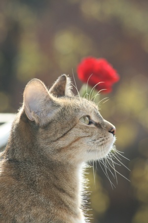 My cat with a red roseの写真素材