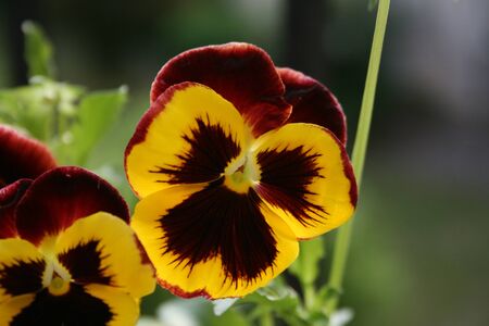 Flowersの写真素材