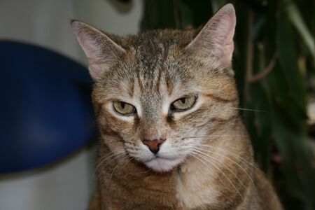 Catの写真素材