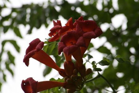 Trumpet flowerの写真素材