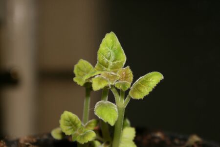 Sprout