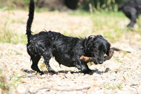 Dog playingの写真素材