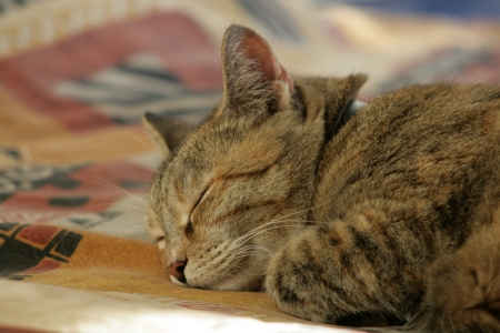 Sleepingの写真素材