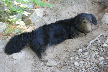 Is it a dog or a piglingの写真素材