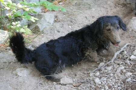 Is it a dog or a piglingの写真素材