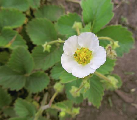 strawberry flower close-upの写真素材
