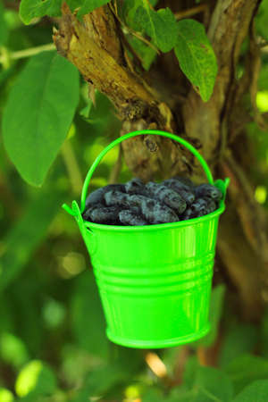 Harvest of ripe honeysuckle in green bucket, close-upの写真素材