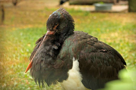 Portrait of graceful black stork hides his beak, close-upの写真素材