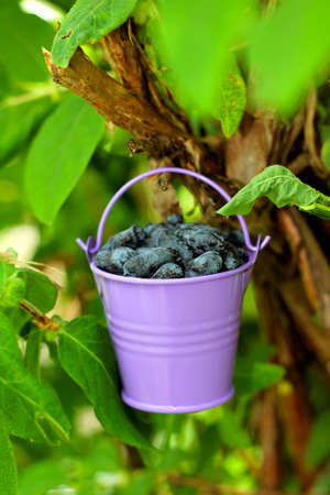Purple bucket with ripe honeysuckle hanging on branch, close-upの写真素材