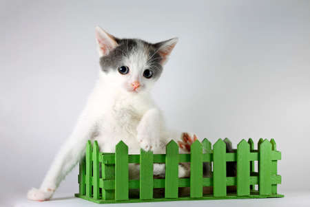 Image of adorable kitten posing in green wooden box