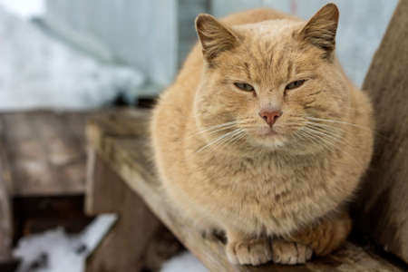 Photo concept of cat's mating season - dirty red tomcatの写真素材