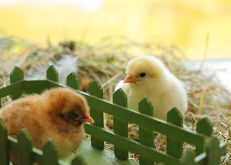 Snapshot of cute day old chicks on hay, close-upの写真素材