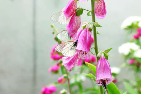 Image of butterfly on pink digitalis in garden, close-upの写真素材