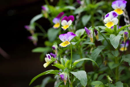 Image of beautiful pansies on flowerbed, close-upの写真素材