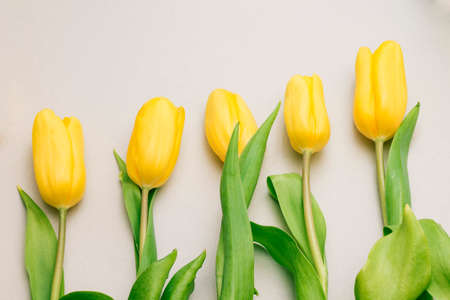 Studio photo of five yellow tulips arranged in ascending