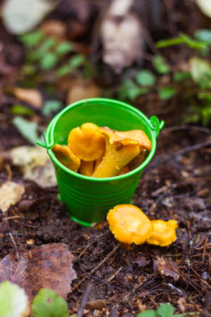 Small bucket of bright chanterelles in forest, close-upの写真素材